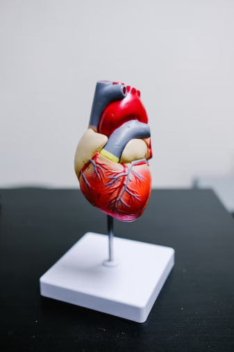 A model of a heart in the urgent care specialty unit