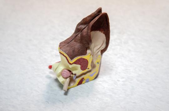 Model of an ear.