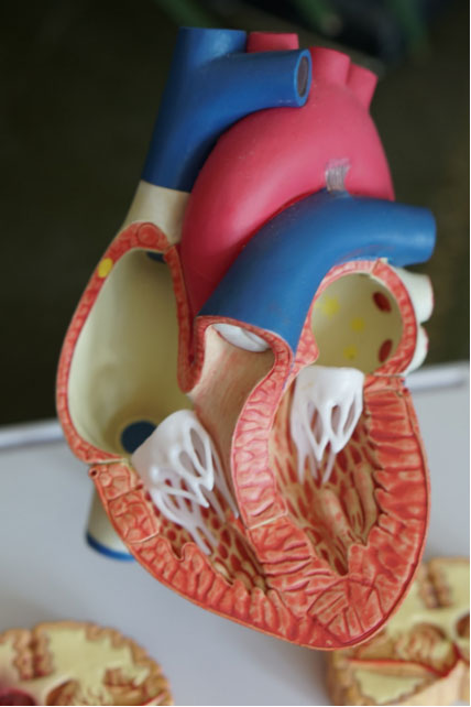 a cross-section of heart